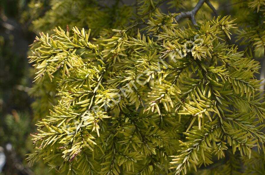 Jedlovec kanadský 'Pendula' - Tsuga canadensis 'Pendula'