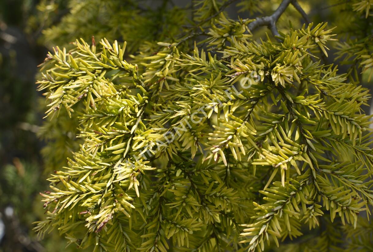 Jedlovec kanadský 'Pendula' - Tsuga canadensis 'Pendula'