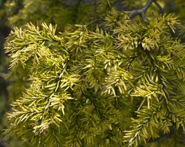 Jedlovec kanadský 'Pendula'