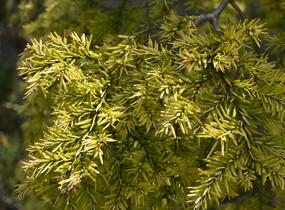 Jedlovec kanadský 'Pendula' - Tsuga canadensis 'Pendula'