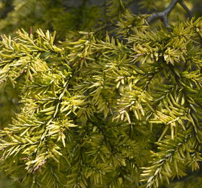 Jedlovec kanadský 'Pendula' - Tsuga canadensis 'Pendula'