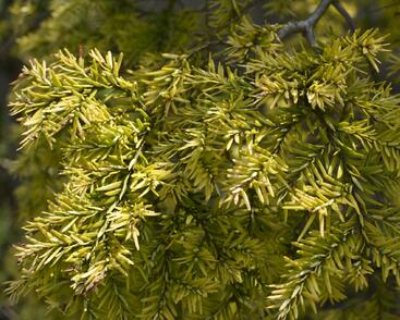 Jedlovec kanadský 'Pendula'