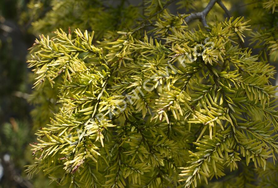 Jedlovec kanadský 'Pendula' - Tsuga canadensis 'Pendula'