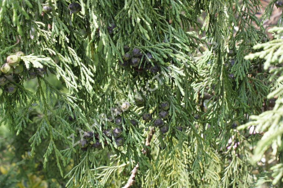 Cypřišek nutkajský 'Pendula' - Chamaecyparis nootkatensis 'Pendula'