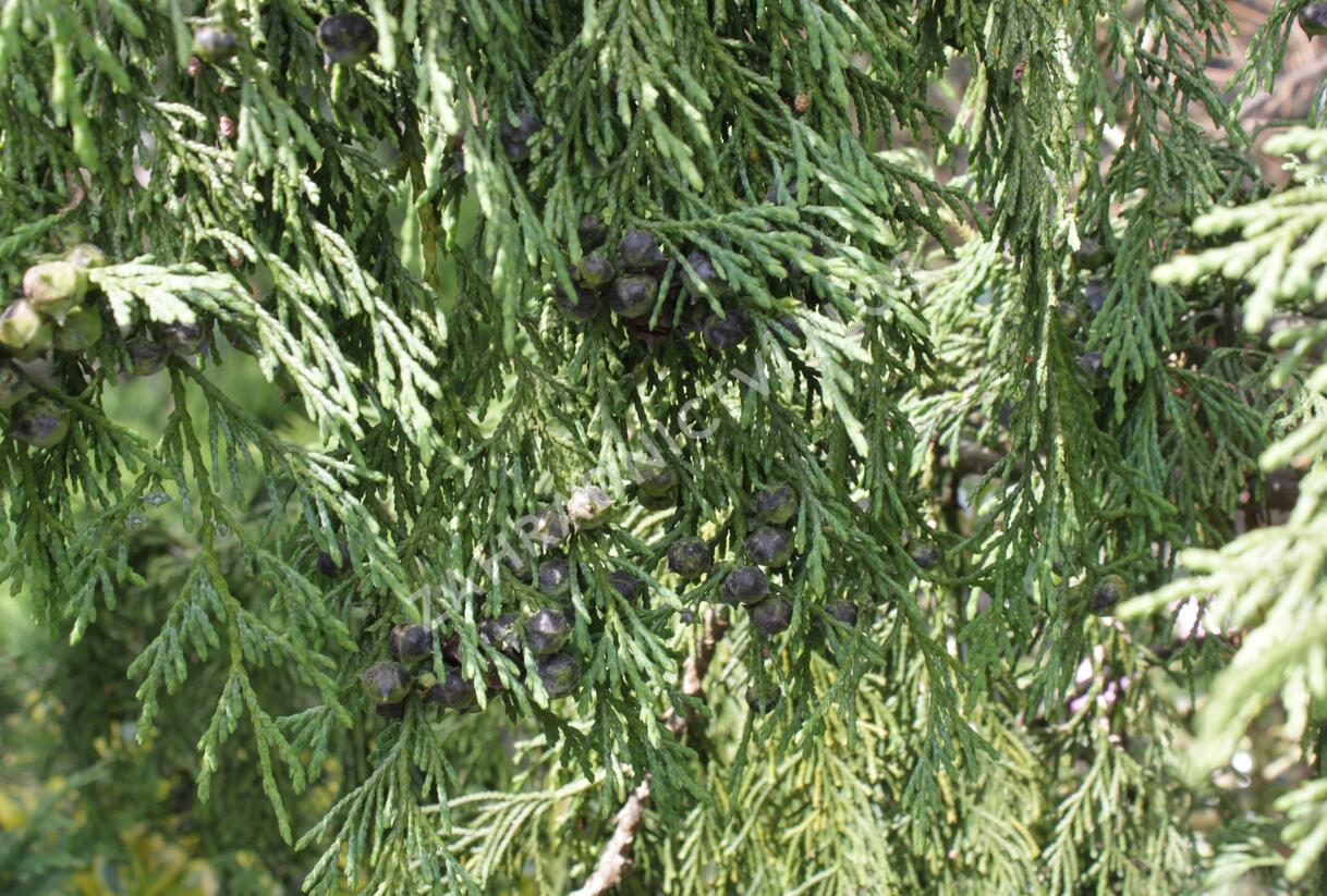Cypřišek nutkajský 'Pendula' - Chamaecyparis nootkatensis 'Pendula'