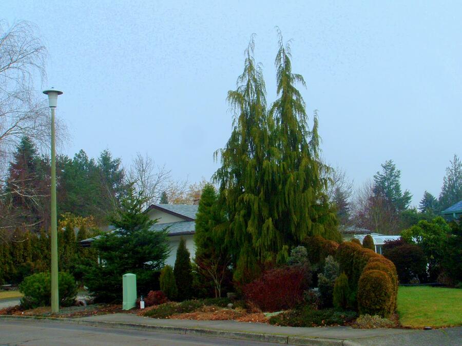 Cypřišek nutkajský 'Pendula' - Chamaecyparis nootkatensis 'Pendula'