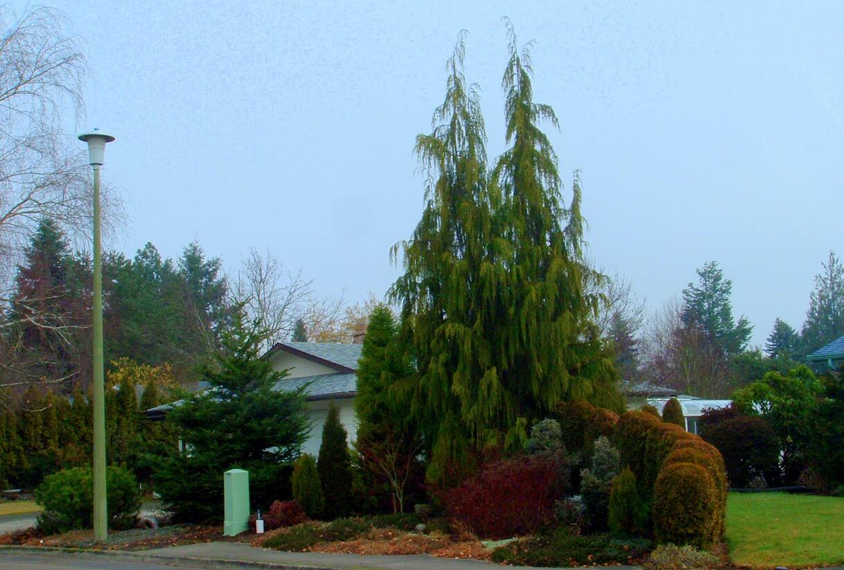 Cypřišek nutkajský 'Pendula' - Chamaecyparis nootkatensis 'Pendula'