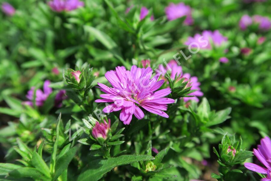 Hvězdnice novobelgická 'Almira Double Pink' - Aster novi-belgii 'Almira Double Pink'