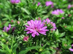 Hvězdnice novobelgická 'Almira Double Pink' - Aster novi-belgii 'Almira Double Pink'