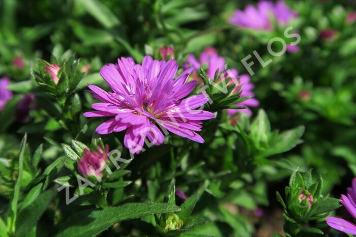 Hvězdnice novobelgická 'Almira Double Pink' - Aster novi-belgii 'Almira Double Pink'
