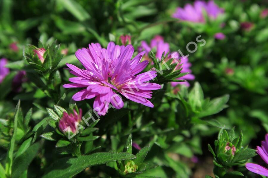 Hvězdnice novobelgická 'Almira Double Pink' - Aster novi-belgii 'Almira Double Pink'