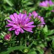 Hvězdnice novobelgická 'Almira Double Pink' - Aster novi-belgii 'Almira Double Pink'