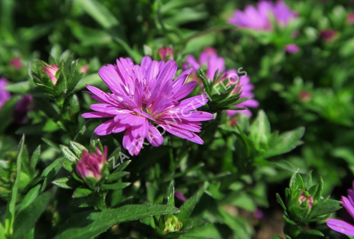 Hvězdnice novobelgická 'Almira Double Pink' - Aster novi-belgii 'Almira Double Pink'