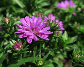 Hvězdnice novobelgická 'Almira Double Pink'