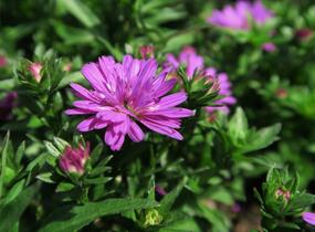 Hvězdnice novobelgická 'Almira Double Pink' - Aster novi-belgii 'Almira Double Pink'