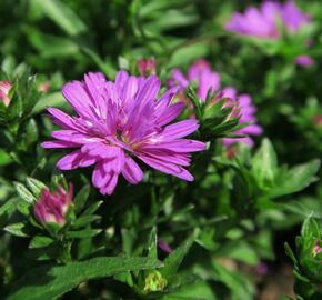 Hvězdnice novobelgická 'Almira Double Pink' - Aster novi-belgii 'Almira Double Pink'