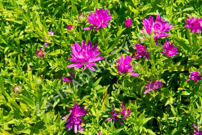 Hvězdnice novobelgická 'Almira Pink' - Aster novi-belgii 'Almira Pink'