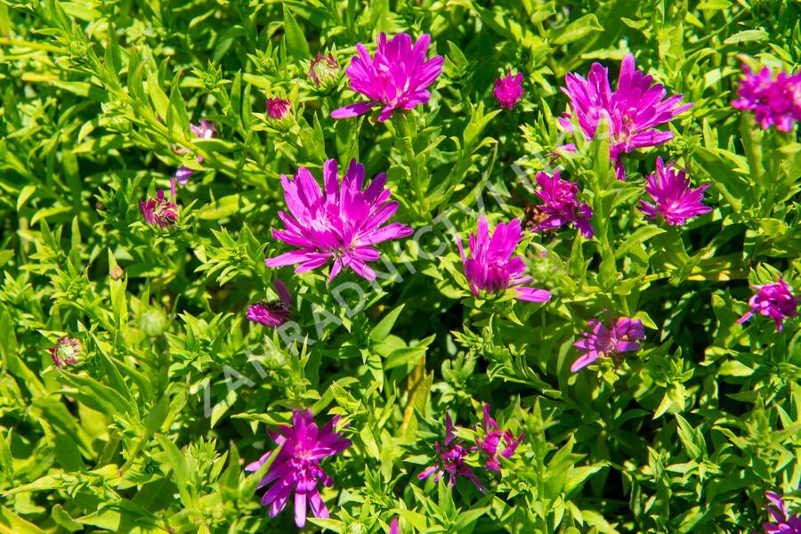 Hvězdnice novobelgická 'Almira Pink' - Aster novi-belgii 'Almira Pink'