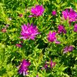 Hvězdnice novobelgická 'Almira Pink' - Aster novi-belgii 'Almira Pink'