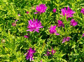 Hvězdnice novobelgická 'Almira Pink' - Aster novi-belgii 'Almira Pink'
