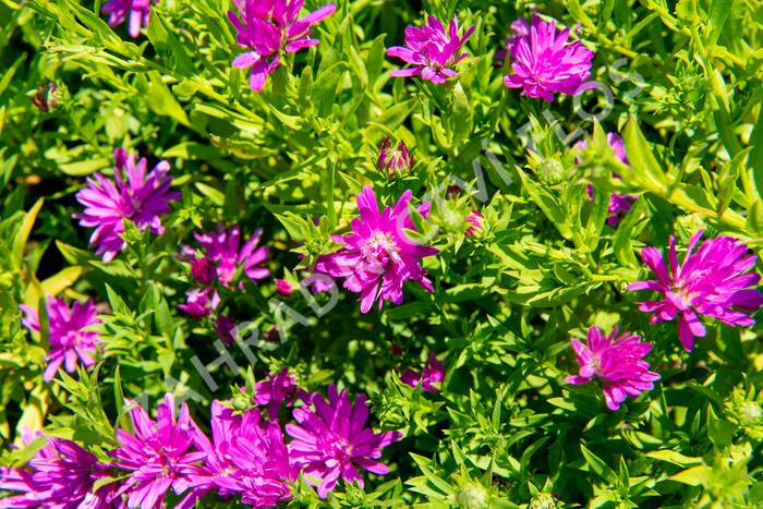 Hvězdnice novobelgická 'Almira Pink' - Aster novi-belgii 'Almira Pink'