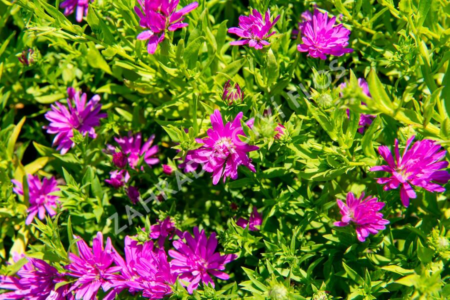 Hvězdnice novobelgická 'Almira Pink' - Aster novi-belgii 'Almira Pink'