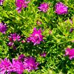 Hvězdnice novobelgická 'Almira Pink' - Aster novi-belgii 'Almira Pink'