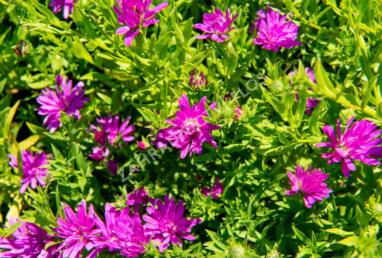 Hvězdnice novobelgická 'Almira Pink' - Aster novi-belgii 'Almira Pink'