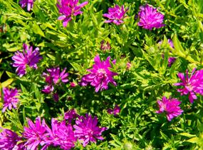 Hvězdnice novobelgická 'Almira Pink' - Aster novi-belgii 'Almira Pink'