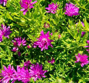 Hvězdnice novobelgická 'Almira Pink' - Aster novi-belgii 'Almira Pink'