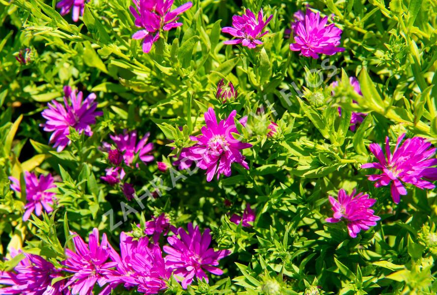 Hvězdnice novobelgická 'Almira Pink' - Aster novi-belgii 'Almira Pink'