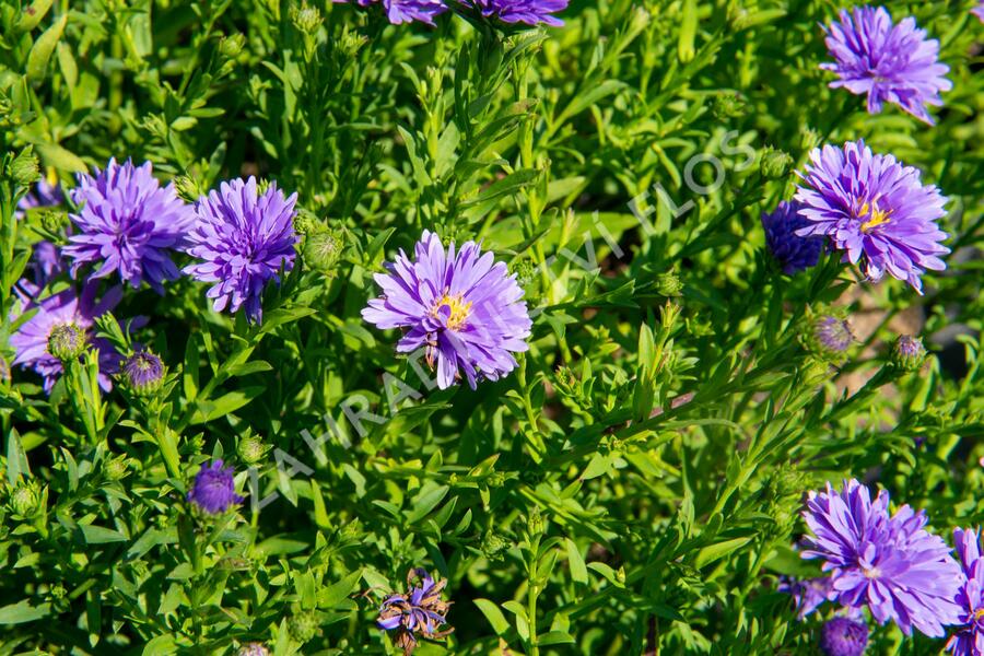 Hvězdnice novobelgická 'Almira Blue' - Aster novi-belgii 'Almira Blue'