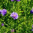 Hvězdnice novobelgická 'Almira Blue' - Aster novi-belgii 'Almira Blue'