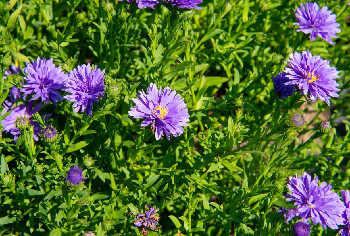 Hvězdnice novobelgická 'Almira Blue' - Aster novi-belgii 'Almira Blue'