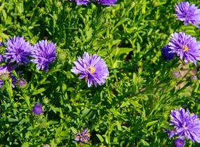 Hvězdnice novobelgická 'Almira Blue' - Aster novi-belgii 'Almira Blue'
