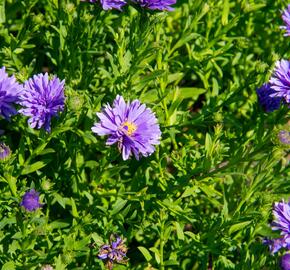 Hvězdnice novobelgická 'Almira Blue' - Aster novi-belgii 'Almira Blue'