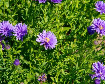 Hvězdnice novobelgická 'Almira Blue'