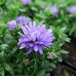 Hvězdnice novobelgická 'Almira Blue' - Aster novi-belgii 'Almira Blue'