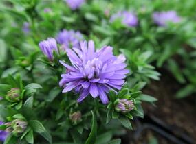 Hvězdnice novobelgická 'Almira Blue' - Aster novi-belgii 'Almira Blue'