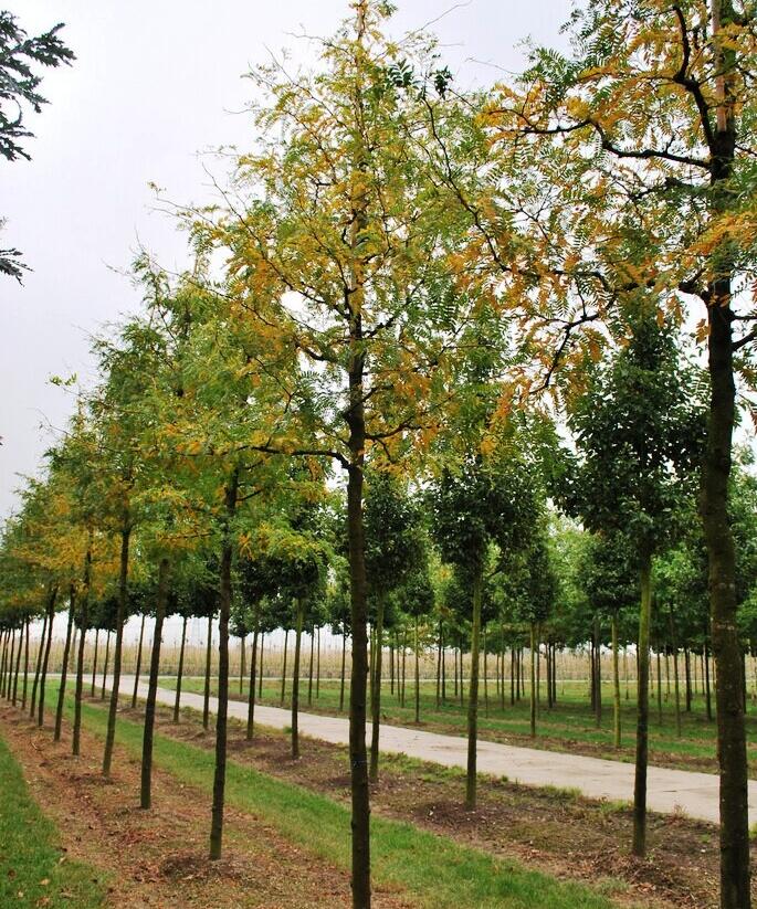 Dřezovec trojtrnný 'Sunburst' - Gleditsia triacanthos 'Sunburst'