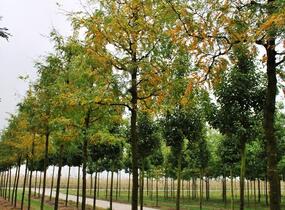 Dřezovec trojtrnný 'Sunburst' - Gleditsia triacanthos 'Sunburst'