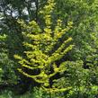 Dřezovec trojtrnný 'Sunburst' - Gleditsia triacanthos 'Sunburst'