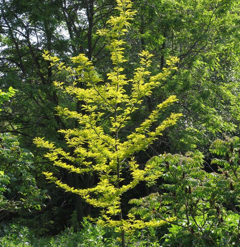 Dřezovec trojtrnný 'Sunburst' - Gleditsia triacanthos 'Sunburst'