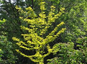 Dřezovec trojtrnný 'Sunburst' - Gleditsia triacanthos 'Sunburst'