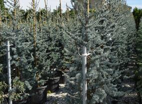 Cedr atlaský 'Glauca' - Cedrus atlantica 'Glauca'