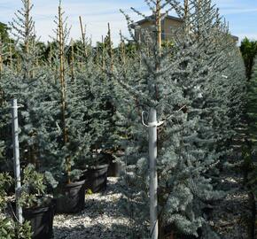 Cedr atlaský 'Glauca' - Cedrus atlantica 'Glauca'