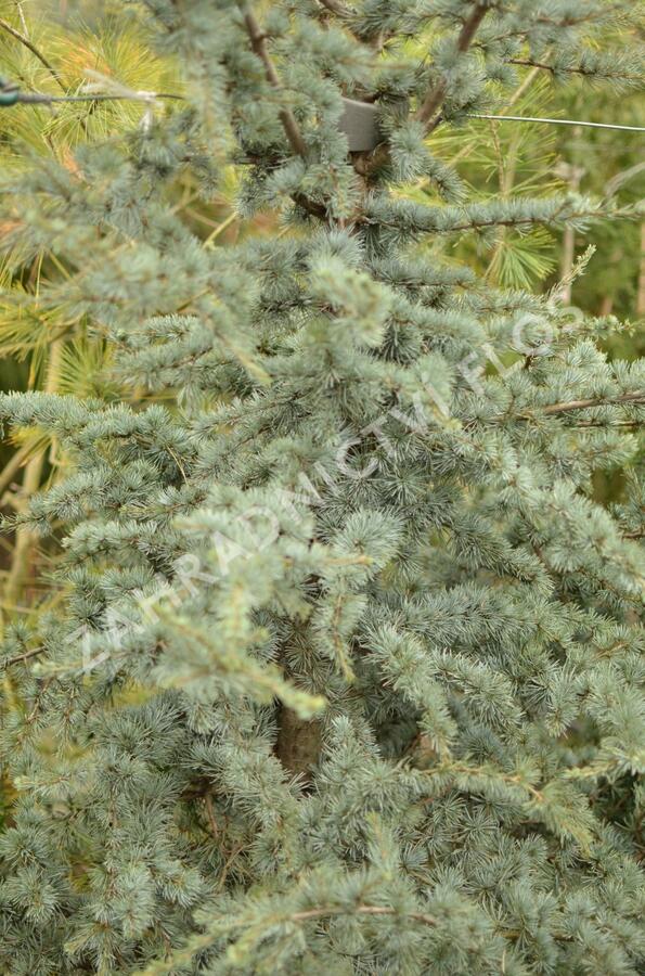 Cedr atlaský 'Glauca' - Cedrus atlantica 'Glauca'