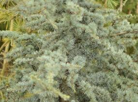 Cedr atlaský 'Glauca' - Cedrus atlantica 'Glauca'