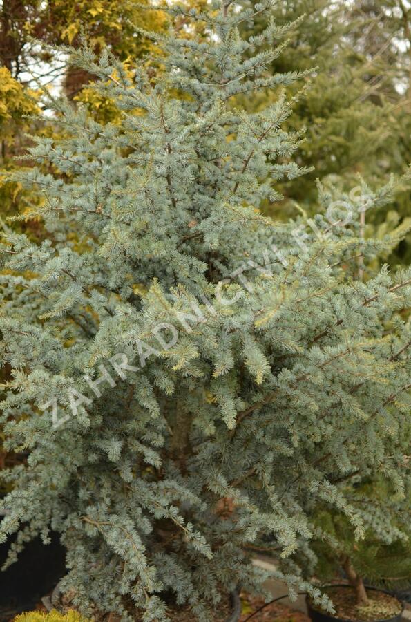 Cedr atlaský 'Glauca' - Cedrus atlantica 'Glauca'