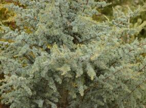 Cedr atlaský 'Glauca' - Cedrus atlantica 'Glauca'